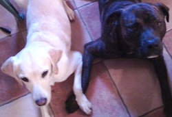 Akya et Tigrou